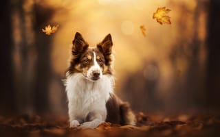 Картинка осень, листья, собака, Бордер-колли, боке