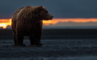 Картинка закат, медведь, Аляска, топтыгин