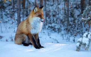 Картинка зима, лес, снег, лиса, Татьяна Борисова, рыжая