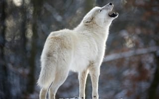 Обои вой, Wolf, хищник, белый, волк