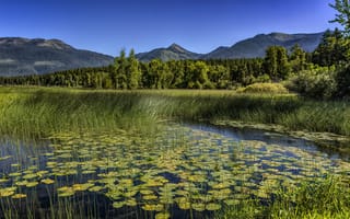 Картинка зелень, лес, трава, природа, листья, деревья, лето, горы
