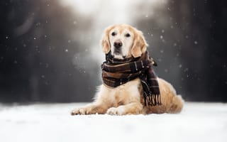Картинка зима, снег, шарф, собака
