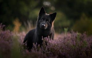 Картинка взгляд, морда, чёрная, боке, собака, Немецкая овчарка, вереск