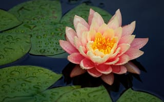 Картинка розовые, цветы, нимфея, водоем, листья, пруд, водяная лилия