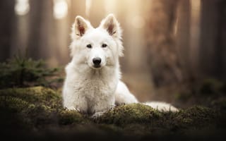 Картинка взгляд, морда, Белая швейцарская овчарка, боке, собака, мох