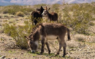 Картинка Северная Америка, North America, Mojave Desert, Ослы, Пустыня Мохаве, Donkeys