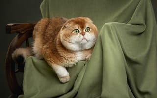 Картинка кот, рыжий, Светлана Писарева, ткань, котейка, котэ, Шотландская вислоухая кошка