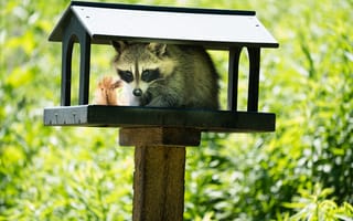 Картинка Енот, Дикие животные, Кормушка для птиц, Молодой енот, Young raccoon, Bird feeder, Wild animals