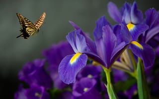 Картинка бабочка, ирисы, боке