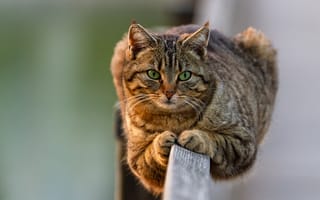 Картинка кошка, кот, мордочка, на заборе, котейка, взгляд