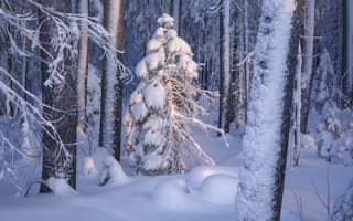 Картинка зима, лес, Республика Коми, деревья, сугробы, Россия, Иван Чаланов, снег