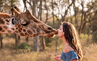 Картинка Девушка, Поцелуй, Африка, Giraffe, Морда, Жираф, Кения, Africa