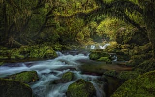 Картинка лес, река, Новая Зеландия, мох, South Island, New Zealand, водопад, камни
