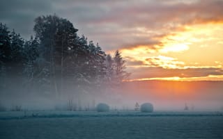 Картинка снег, Швеция, северная, деревья, туман, закат, зима
