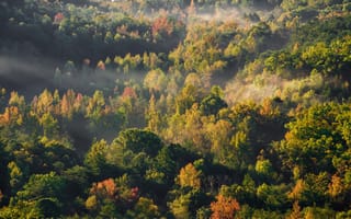 Картинка лес, деревья, ветви, туман, кроны