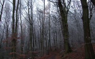 Картинка иней, лес, тропинка, Germany, деревья, Германия, Heidelberg, природа