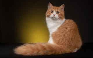 Картинка кот, Наталья Ляйс, пушистый, хвост, рыжий, Британская длинношёрстная кошка