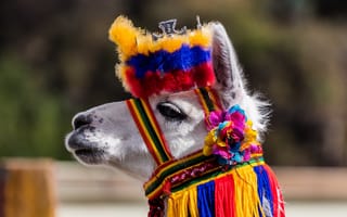 Картинка Морда, Colombia, Lama, Ipiales, Колумбия, Ипиалес, Лама