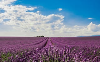Картинка поле, цветы, field, lavender, purple, лаванда, flowers, цветение, blossom