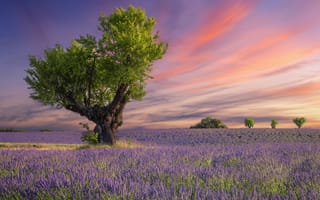 Картинка поле, закат, purple, field, blossom, lavender, tree, flowers, цветение, цветы, sunset, лаванда