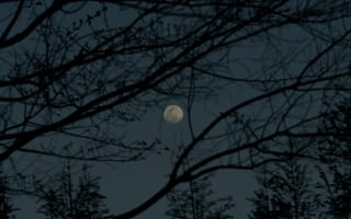 Картинка небо, деревья, природа, луна, ветки, ночь