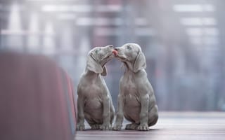 Картинка Щенки, Язык, Домашние животные, Weimaraner puppies, Puppies, Двое, Pets, Щенки веймаранера
