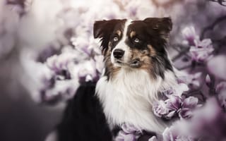 Картинка взгляд, морда, магнолия, цветки, собака