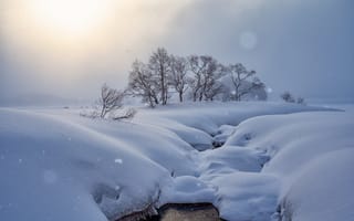 Картинка зима, снег, утро, деревья, Japan, сугробы, Япония, метель
