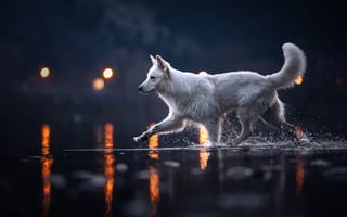 Картинка вода, огни, Белая швейцарская овчарка, собака