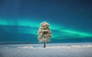 Картинка Дерево, Финляндия, Скандинавское сияние, Lapland, Lone Tree, Лапландия, Finland, Одинокое дерево