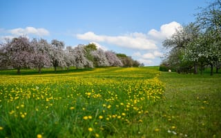 Картинка поле, трава, луг, цветы, trees, field, sunshine, весна