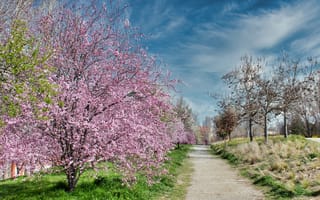 Картинка парк, весна, цветение, flowers, pink, tree, blossom, park