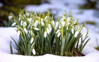 Картинка снег, цветы, подснежники, snow, snowdrops, spring, white, flowers, весна