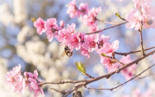 Картинка вишня, весна, pink, blossom, сакура, spring, cherry, цветение