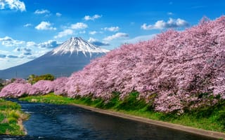 Картинка река, весна, river, сакура, цветение, гора Фуджи, Япония, Japan