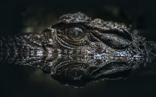 Картинка Crocodile, Croc, Lurking, Alligator eye on water