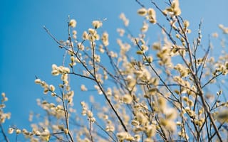 Картинка небо, ветки, цветение, голубой, кусты, природа, весна, верба