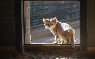Картинка кошка, рыжий, кот, песчаный, смотрит, окно