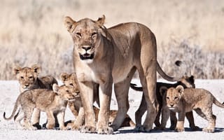 Картинка animals, lions, big cats, cubs, wildlife