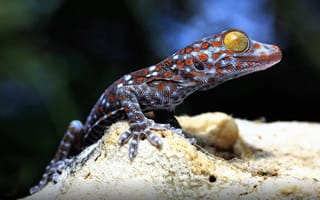 Картинка Reptile, Scientific Name Gekkonidae, Geckos, Animals, Family Of Lizards