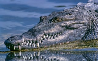 Картинка animal, alligator, photo of black crocodile
