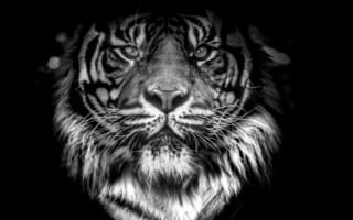 Картинка cat, orange, animal, mammal, rare, fur, panthera, male