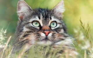 Картинка кошка, трава, мордочка, портрет, боке, котейка, кот