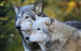 Картинка Timber Wolf, Colchester Zoo, grey wolves, two wolves
