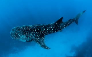 Картинка maldives, shark, whaleshark, underwater of black fish