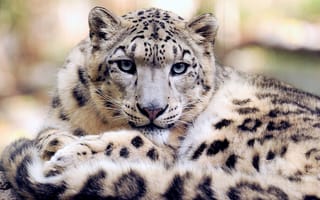 Картинка snow, animal, Snow leopard, wildlife