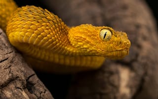 Картинка snake, animal, Atheris Squamigera, Bush Viper Poisonous Species Of Endemic Species To, Reptile