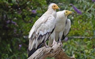 Картинка Pair, Raptors, Egyptian Vulture, two white bird perching on branch