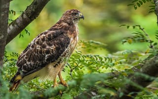 Картинка bird, animal, Red Tailed Hawk, Bird Prey