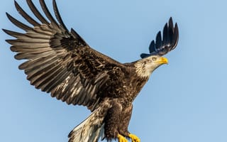 Картинка Nature, Lens, Adult, eagle - Bird, American Eagle, bird of Prey